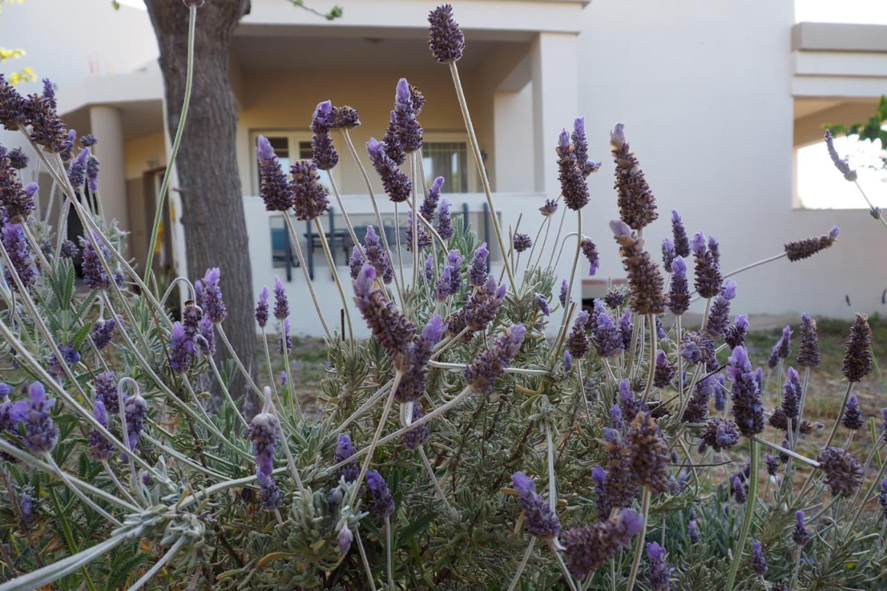 فيلا Olive House ماليا المظهر الخارجي الصورة